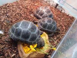 アルダブラゾウガメ | 爬虫類のプロショップ SCOPE | 岡山での爬虫類・両生類・タランチュラなどの生体