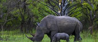 Considering it's a water animal, and the amount of pollution in our water get to indonesia, and see these unique animals for yourself in the wild, in their own habitat. Which Country Has The Most Endangered Animals World Economic Forum