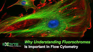 Why Understanding Fluorochromes Is Important In Flow