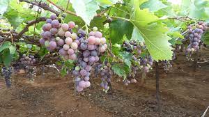 Grape Garden Grapes Garden Fruit