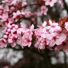The purple leaf plum is a sight to behold in full bloom. Prunus Cerasifera Pissardii Buy Purple Leaved Cherry Plum Trees
