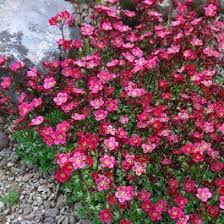 Image Result For Saxifraga Pink Front Yard Plants Front Flower Beds Plants
