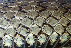 Scale Detail Jpg 640 431 Pixels Snake Scales Slytherin Aesthetic Dragon Age