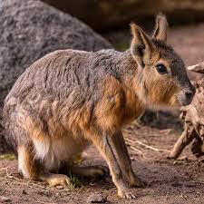 Pin On Creatures Great And Small