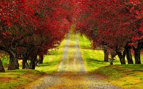 Choose from over a million free vectors, clipart graphics, vector art images, design templates, and illustrations created by artists worldwide! Wallpaper Hd Tree 3d