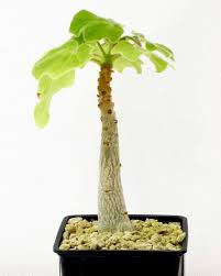 Image result for Grandidiera