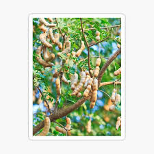 It is not known to attract wildlife; Tamarind Tree Stickers Redbubble