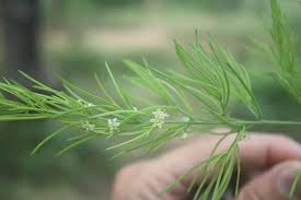 Image result for Asparagus schroederi