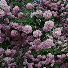 Image result for Dais cotinifolia