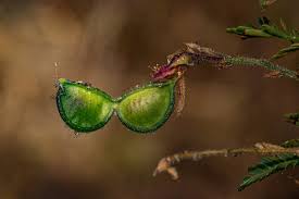 Image result for Aeschynomene nyikensis