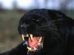 Image result for Panther Black 2001 Puma