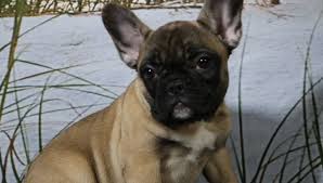 Most recent best match cheapest most expensive. Gracie A Female Akc French Bulldog Puppy For Sale In Nappanee In Find Cute French Bulldog Puppies French Bulldog Breeders Bulldog Puppies Puppies For Sale