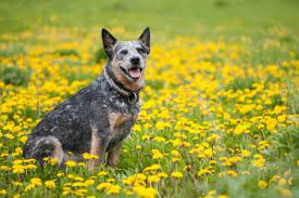 Blue Heeler Everything You Could Want To Know