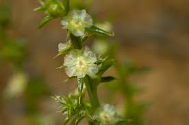 Image result for Salsola kali