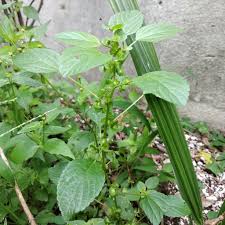 Image result for Acalypha brachystachya
