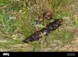 Image result for marten poop