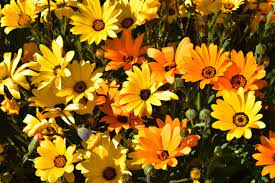Pin On Fresno County S Beautiful Gardens