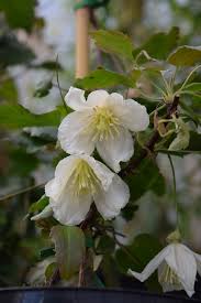 Maybe you would like to learn more about one of these? Clematis For Winter Three Of The Best The English Garden