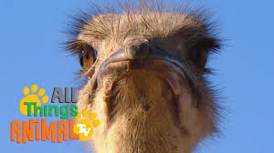 Ostrich Animals For Children Kids Videos Kindergarten Preschool Learning Animal Tv Animals For Kids Animals