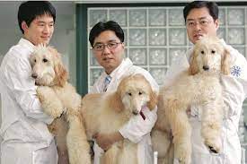 Sur un même thème, à la rencontre de la banlieue et de la montagne, vous trouverez ici des informations inédites : Cloner Son Chien A Quel Prix Nature D Ici Et D Ailleurs