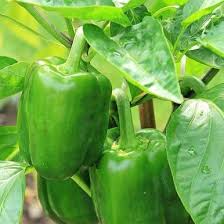 Image result for Capsicum annuum