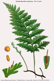 Image result for Vandenboschia gigantea