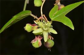 Image result for Passiflora suberosa