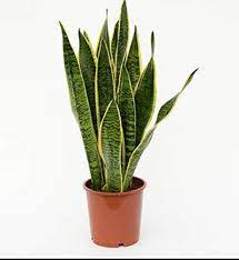Snake plants are exceptionally hardy and put up with the most hostile growing conditions. Snake Plant Buy Online At Best Price In Uae Amazon Ae