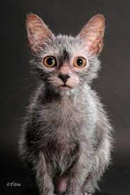 20 Zen Cats Ideas Cats Feline Crazy Cats