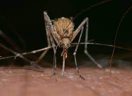 De multe ori, oamenii trăiesc cu infecţia. West Nile Virus Transmission May Shift Due To Climate Change