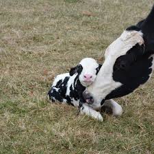 Mother Cow Was Rescued From Farm Just In Time To Have Her Baby Animalsbeautiful Maisie Used To Live On A Dai Sevimli Hayvan Yavrulari Hayvanlar Hayvan Haklari