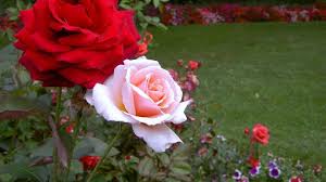 Picture images, images of rose flower pink, beautiful pink rose flower images, images of rose flower gardens, flower images rose red, roses flowers images free download, red rose flower images download, big images of rose flowers, images of black rose flowers. Rose Flower Garden Wallpapers Wallpaper Cave