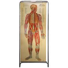 This diagram depicts human skeletal system labeled 744×1072 with parts and labels. Medical Anatomy Chart Titled Thin Man For Sale At 1stdibs