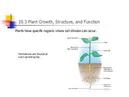 Cell division occurs when one cell divides to multicellular organisms use cell division for growth and repair of damage such as wounds. Introduction To Plant Biotechnology Chapter 10 Learning Outcomes