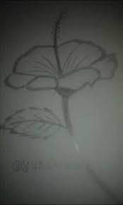 Belajar cara menggambar dan mewarnai bunga sepatu dengan mudah. Belajar Menggambar Sketsa Bunga Kembang Sepatu Steemit