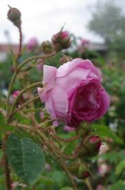 Moss Rose Rosa Baron De Wassenaer France 1854 Planter Des Fleurs Fleurs Plante Jardin