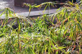 Image result for Cyperus luteus