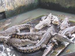 Pastinya anda semua paham betul dengan nama binatang buas yang satu ini. Jadi Tempat Penangkaran Ribuan Buaya Ini 6 Fakta Menarik Crocodile Park Di Medan Merdeka Com