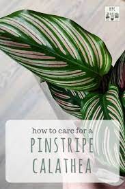 How To Care For A Calathea Ornata A Beautifully Unique Indoor Houseplant Goinggreendiy Calathea Safe House Plants Calathea Plant