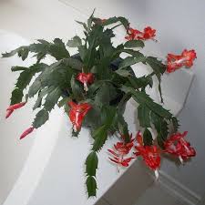 Although exact the methods of reviving your cactus will vary based upon your exact type of cactus and its current condition, you can bring life back to unlike other cactus, christmas cactus is native to humid areas like the jungle. Christmas Cactus Problems Tips For Reviving A Limp Christmas Cactus Christmas Cactus Plant Christmas Cactus Care Christmas Cactus