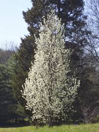 Thetreecenter.com has been visited by 10k+ users in the past month Ornamental Flowering Pear Trees Types Of Non Fruit Bearing Pear Trees