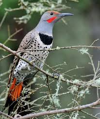 Birds Of Western Washington State Northern Flicker Washington State Northern Flicker Missouri Birds Backyard Birds