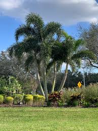 Image result for Wodyetia bifurcata