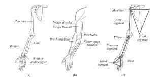 And sets of carpal and metacarpal bones in the hand and digits in the fingers. 5 Anatomy Of The Human Arm Anterior View A Bones B Muscles And Download Scientific Diagram