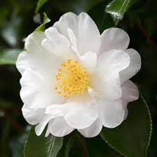 National Plant Network 1 Gallon White Camellia Flowering Shrub In Pot Lowes Com In 2021 White Flowering Shrubs Beautiful Flowers Pictures Flower Pictures