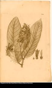 Image result for Triplaris americana
