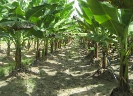 7 Cara Budidaya Pisang Cavendish Baik Mudah Agar Panen Melimpah