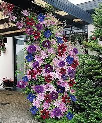 Enjoy how the romantic look of a twining, flowering vine over your backyard pergola transforms the space. Clematis Mixed Colors Wonderful Large Blooms 20 Perennial Vine Seeds Amazon Ca Patio Lawn Garden