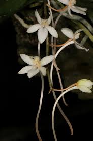 Image result for Aerangis appendiculata