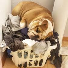 Tank On Anything That Smells Like Me Arrrgggghhh Why Are You So Darn Cute Buldog Justdogs Yipee Bulldog English Bulldog Puppies Bulldog Puppies